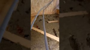 мыши в утеплителе.2