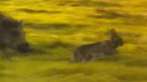 Кабан – настоящий бронированный трактор! Ловит рыбу, охотится на зайцев и ест оленей!