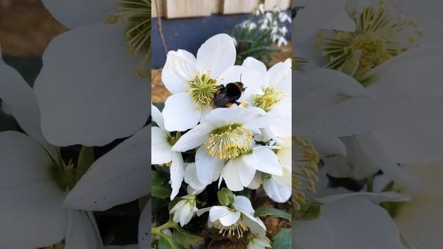 Helleborus Niger is providing food for bees in February - Ireland