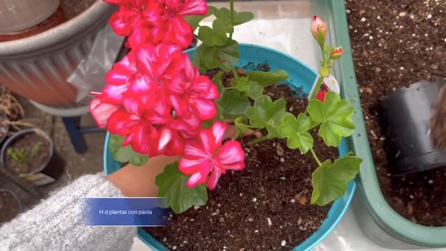 Transplantado geranios colgantes hiedra,ivy, sustrato que uso y cuidados смотреть онлайн