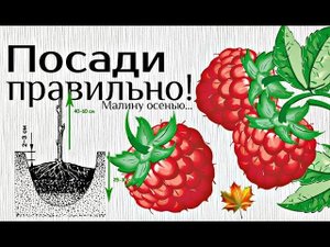 Хотите много малины? Тогда сажайте только этим способом! Как посадить малину осенью?