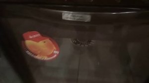 дубовые брусочки из магазина, доработки,обжарка, выпаривание.