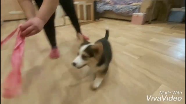 Девочка Вельш корги пемброк триколор смотреть онлайн