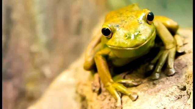 медитация лягушка 5 минут смотреть онлайн