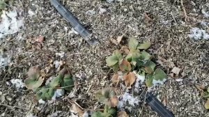 внесение кальция и калия весной по малине