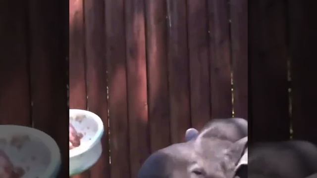 Тапир из Московского зоопарка очень любит, когда наступает время обеда.