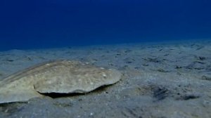 Скат электрический