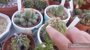 Болеют кактусы ЧТО ДЕЛАТЬ?