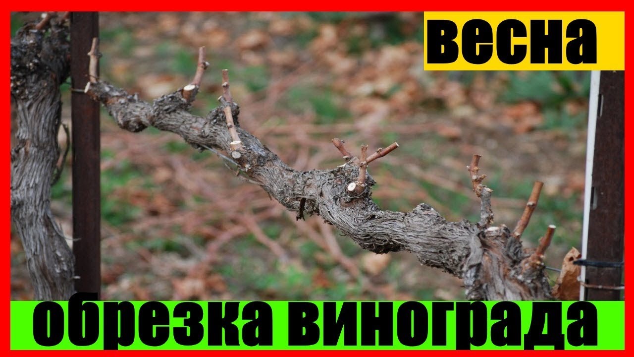обрезка винограда  весной