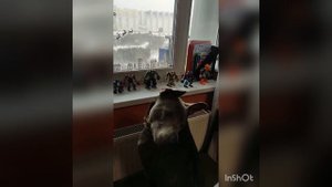 Тайский риджбек