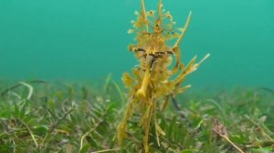 Морской конёк тряпичник (Leafy seadragon)