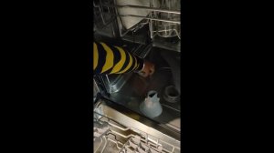 Hisense Dish Washer Video