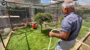 Фазанья ферма в Анталии. Фазаны с курами. Pheasant farm in Antalya.