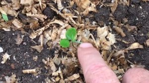 #2 Как вырастить можжевельник из семян | Первые всходы