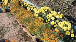 Jawahar Udyan Hirakud, Sambalpur Orissa, Best place for flower lovers, Winter flower plants