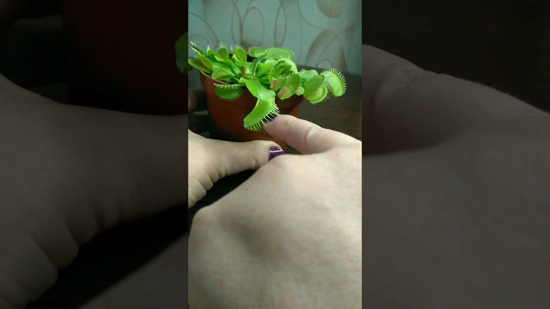 Дионея мухоловка укусила палец! Такое возможно?