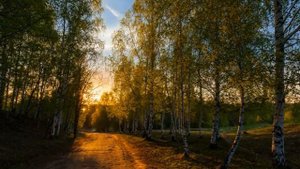 Малиновки заслышав голосок