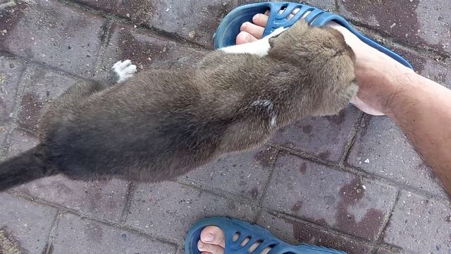 ЩЕНОК помесь алабая с кавказской овчаркой смотреть онлайн