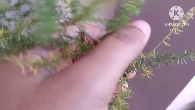 Asparagus vine जो हरियाली के साथ देगी सुंदर फूल || Asparagus Vine with beautiful flowers