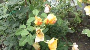 Обрезка роз Остина после первого цветения с поникающими цветами.