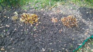 5 октября 2021 г.  Подготовка цветника к зиме