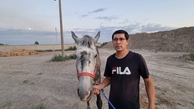 Обучение лошади.Ученик Horse Familу.Санджар.Узбекистан