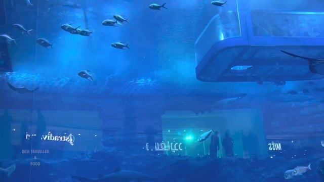 THE DUBAI MALL | AQUARIUM | OCTOBER 2021 смотреть онлайн