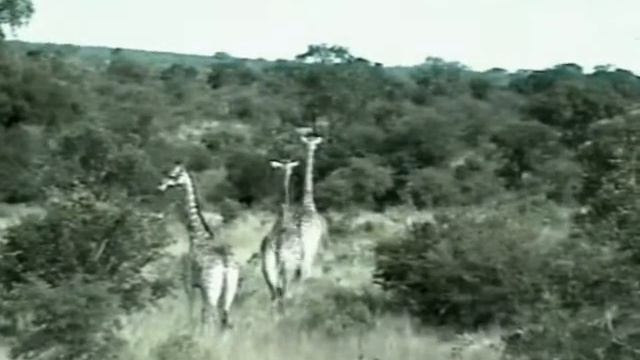 Paul Krugerpark.avi смотреть онлайн