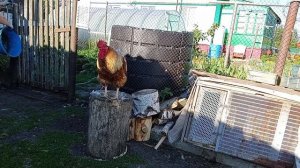 Будни пенсионерки в деревне. Хроника дня.