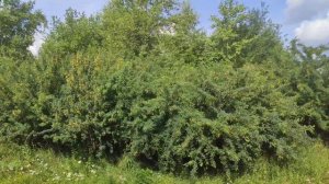 Посёлок Урдома. Архангельская область. 2024 год.