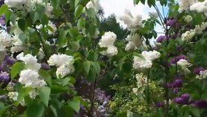 я сегодня увидала что на улице  весна.....а у вас ??????