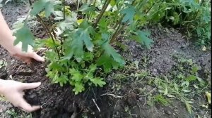 Деление куста хризантемы в августе