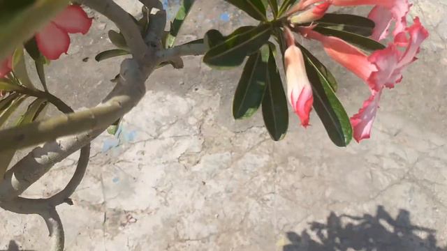 425. My terrace garden overview 14 October 2021Happy ramnavmi durga puja dusherra