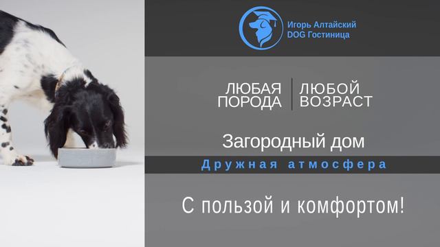 Гостиница для собак смотреть онлайн