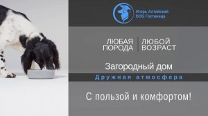 Гостиница для собак