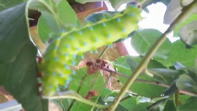 Прожорливая гусеница смотреть онлайн