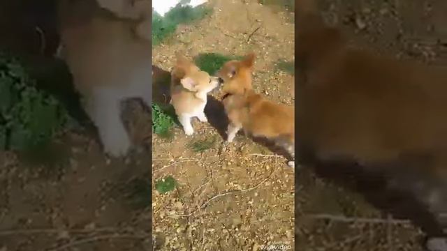 Банда смотреть онлайн