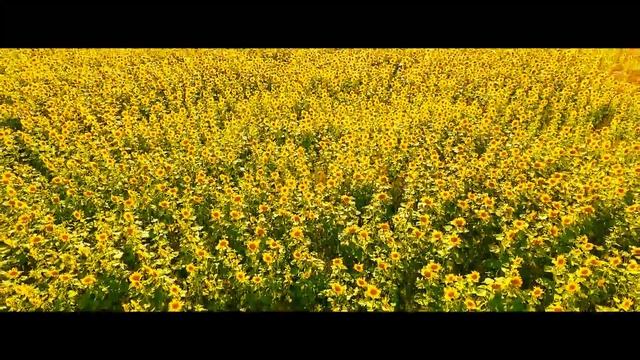 Подсолнухи Аэросъёмка смотреть онлайн
