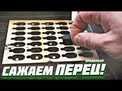 Такая посадка сладкого перца на рассаду еще ни разу не подвела! Секреты посадки сладкого перца!