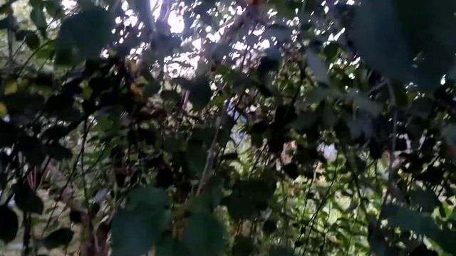 Почему удлиняются и лысеют ветви у вишни? Летняя обрезка смотреть онлайн