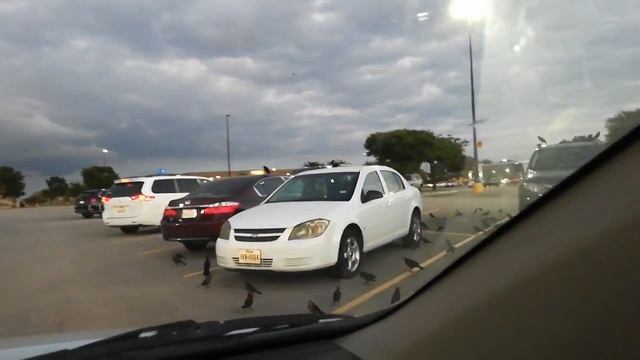 Граклы прилетели смотреть онлайн