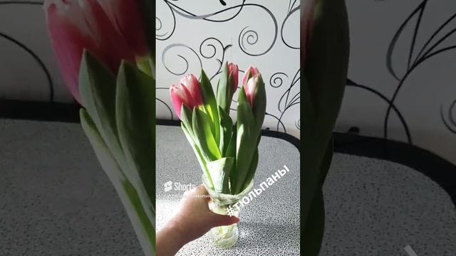 #тюльпаны #первыетюльпаны #ждувесну #веснавдуше #зима #февраль.mp4