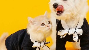 Можно ли кормить кошку собачьим кормом?