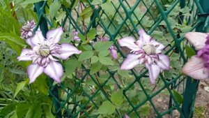 Клематис Кассис . Clematis Kassis . Английские сорта клематисов . Группа Патенс .