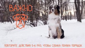 Как обучить собаку команде "фу"