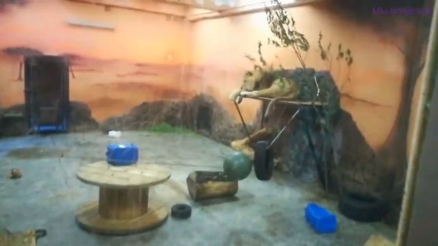 ЕКАТЕРИНБУРГСКИЙ ЗООПАРК смотреть онлайн