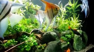 Скалярия Манакапуру 450л