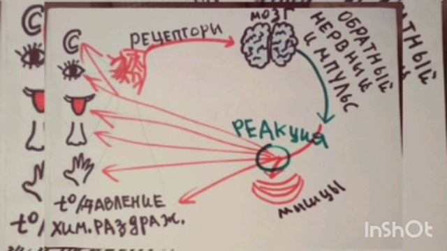 Триединый мозг и Дофаминовая минутка. смотреть онлайн