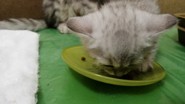 Забавный котёнок. Funny kitten.