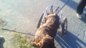 Собака на инвалидной коляске